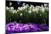 Spring Daffodils I-Alan Hausenflock-Mounted Premium Photographic Print