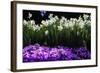 Spring Daffodils I-Alan Hausenflock-Framed Photographic Print