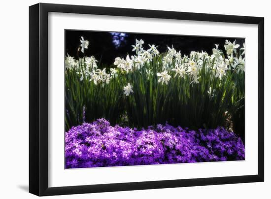 Spring Daffodils I-Alan Hausenflock-Framed Photographic Print