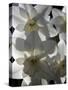 spring daffodils in sunlight-AdventureArt-Stretched Canvas