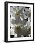 spring daffodils in sunlight-AdventureArt-Framed Photographic Print