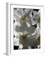 spring daffodils in sunlight-AdventureArt-Framed Photographic Print