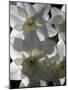 spring daffodils in sunlight-AdventureArt-Mounted Photographic Print