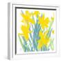 Spring Daffodils-Jenny Frean-Framed Giclee Print