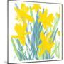 Spring Daffodils-Jenny Frean-Mounted Giclee Print