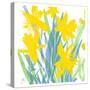Spring Daffodils-Jenny Frean-Stretched Canvas