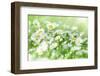 Spring Daisy - Meadow Full of Flowers-lola1960-Framed Photographic Print