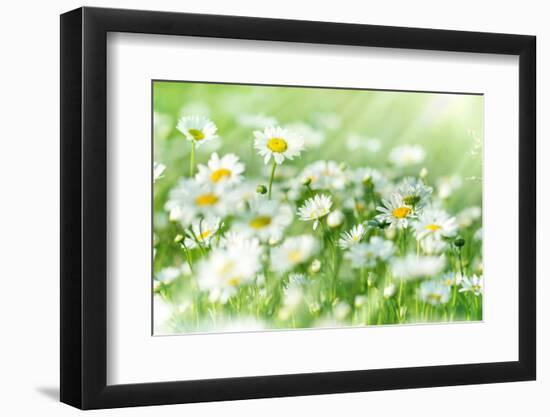 Spring Daisy - Meadow Full of Flowers-lola1960-Framed Photographic Print