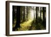 Spring Deciduous Forest at Dawn-nature78-Framed Photographic Print