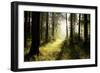 Spring Deciduous Forest at Dawn-nature78-Framed Photographic Print