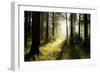 Spring Deciduous Forest at Dawn-nature78-Framed Photographic Print