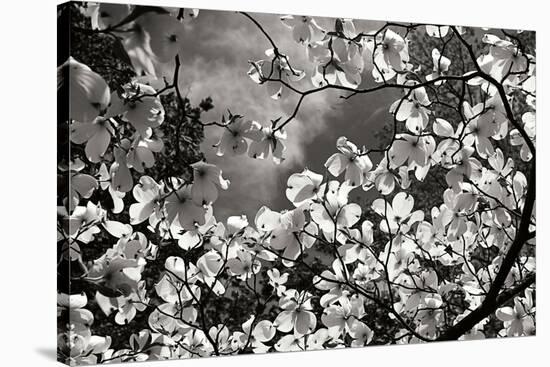 Spring Dogwood I-Alan Hausenflock-Stretched Canvas