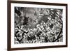 Spring Dogwood I-Alan Hausenflock-Framed Photographic Print