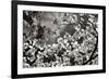 Spring Dogwood I-Alan Hausenflock-Framed Photographic Print