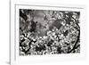 Spring Dogwood I-Alan Hausenflock-Framed Photographic Print