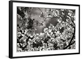 Spring Dogwood I-Alan Hausenflock-Framed Photographic Print