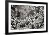 Spring Dogwood I-Alan Hausenflock-Framed Photographic Print