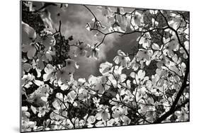 Spring Dogwood I-Alan Hausenflock-Mounted Photographic Print