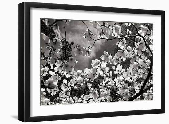 Spring Dogwood I-Alan Hausenflock-Framed Photographic Print