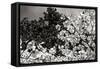 Spring Dogwood II-Alan Hausenflock-Framed Stretched Canvas
