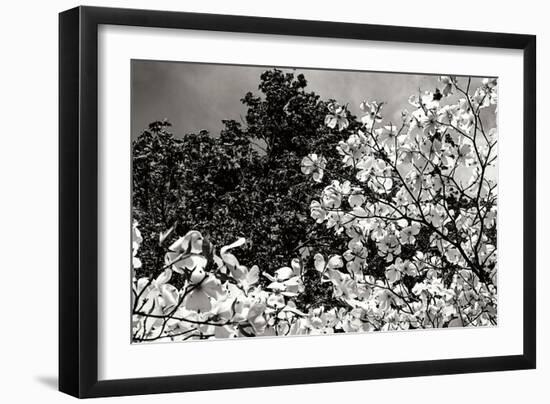 Spring Dogwood II-Alan Hausenflock-Framed Photographic Print