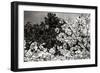 Spring Dogwood II-Alan Hausenflock-Framed Photographic Print