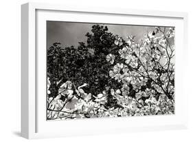 Spring Dogwood II-Alan Hausenflock-Framed Photographic Print