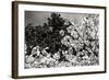 Spring Dogwood II-Alan Hausenflock-Framed Photographic Print