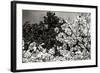 Spring Dogwood II-Alan Hausenflock-Framed Photographic Print