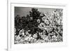 Spring Dogwood II-Alan Hausenflock-Framed Photographic Print