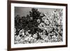 Spring Dogwood II-Alan Hausenflock-Framed Photographic Print