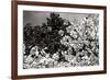 Spring Dogwood II-Alan Hausenflock-Framed Photographic Print