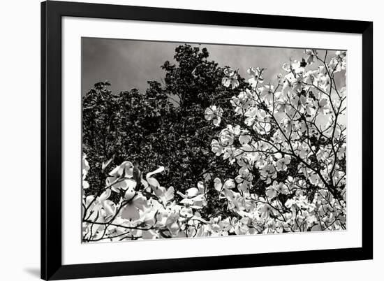 Spring Dogwood II-Alan Hausenflock-Framed Photographic Print