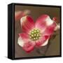 Spring, Dogwood Trees in Bloom-Richard T. Nowitz-Framed Stretched Canvas