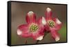 Spring, Dogwood Trees in Bloom-Richard T. Nowitz-Framed Stretched Canvas