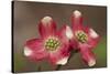 Spring, Dogwood Trees in Bloom-Richard T. Nowitz-Stretched Canvas