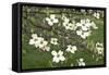 Spring, Dogwood Trees in Bloom-Richard T. Nowitz-Framed Stretched Canvas