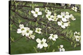 Spring, Dogwood Trees in Bloom-Richard T. Nowitz-Stretched Canvas