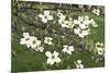Spring, Dogwood Trees in Bloom-Richard T. Nowitz-Mounted Premium Photographic Print