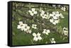 Spring, Dogwood Trees in Bloom-Richard T. Nowitz-Framed Stretched Canvas