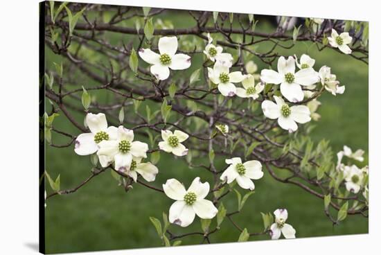 Spring, Dogwood Trees in Bloom-Richard T. Nowitz-Stretched Canvas