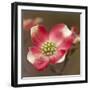 Spring, Dogwood Trees in Bloom-Richard T. Nowitz-Framed Photographic Print