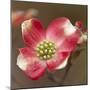 Spring, Dogwood Trees in Bloom-Richard T. Nowitz-Mounted Photographic Print