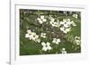 Spring, Dogwood Trees in Bloom-Richard T. Nowitz-Framed Photographic Print