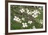 Spring, Dogwood Trees in Bloom-Richard T. Nowitz-Framed Photographic Print