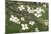 Spring, Dogwood Trees in Bloom-Richard T. Nowitz-Mounted Photographic Print