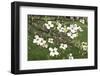 Spring, Dogwood Trees in Bloom-Richard T. Nowitz-Framed Photographic Print