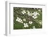 Spring, Dogwood Trees in Bloom-Richard T. Nowitz-Framed Photographic Print