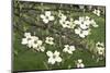 Spring, Dogwood Trees in Bloom-Richard T. Nowitz-Mounted Photographic Print