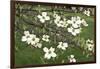 Spring, Dogwood Trees in Bloom-Richard T. Nowitz-Framed Photographic Print